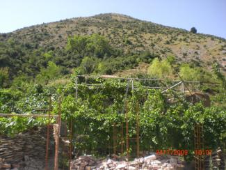 Τα σταφύλια έτυμα να πάρουν χρώμα.