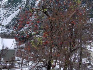 Χουρμιά (O Λωτός/Διόσπυρος/Diospyros) φορτωμένη.