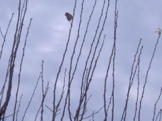 Ένα σπουργίτη ψάχνει κάτι να φάει επάνω στα κλαδιά τις Χουρμιάς.
