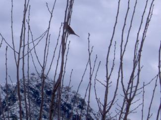 Ένα σπουργίτη ψάχνει κάτι να φάει επάνω στα κλαδιά τις Χουρμιάς.