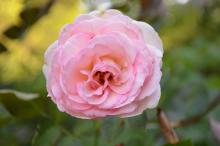 Ένα τριαντάφυλλο που ετοιμάζεται να γίνει γλυκό.