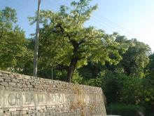 Το χωριό μας έχει φορεμένη την άνοιξη.